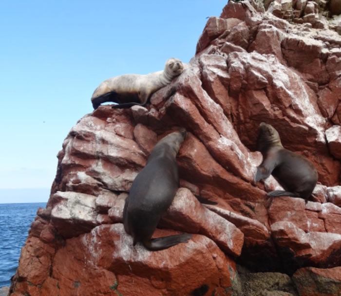 Experiencia en Paracas
